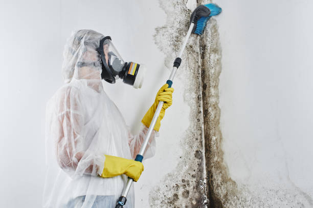 Best Crawl Space Mold Remediation in Maywood, CA