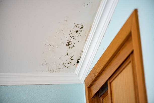 Best DIY Mold Remediation Support Services in Maywood, CA