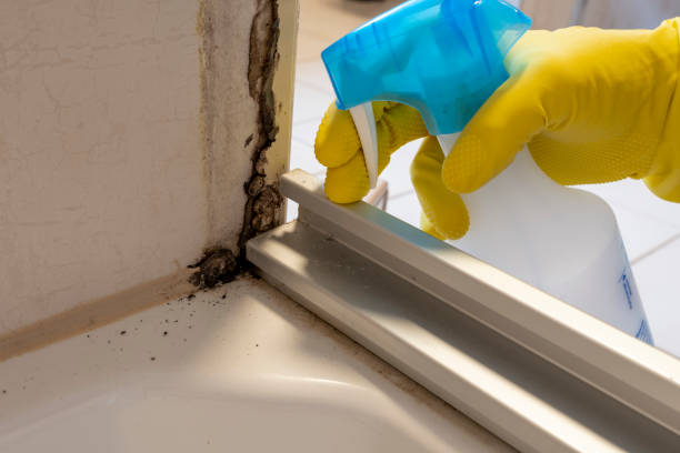 Best Industrial Mold Remediation in Maywood, CA