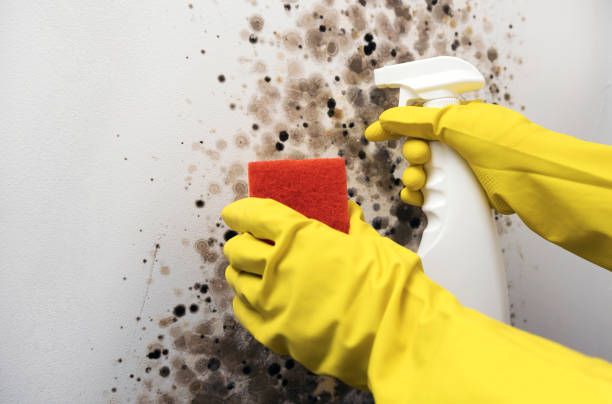 Best Black Mold Remediation in Maywood, CA