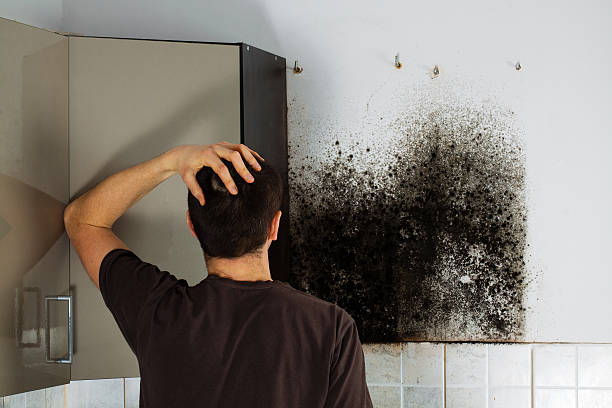 Maywood, CA Mold Remediation Company